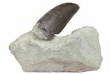Serrated, Allosaurus Tooth On Sandstone - Colorado #152214-1